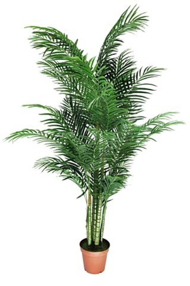 Green Areca Palm
